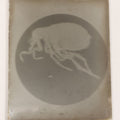 Lot 172 - Single Vintage Glass Negative Slide Showing A Magnified View Of A Flea