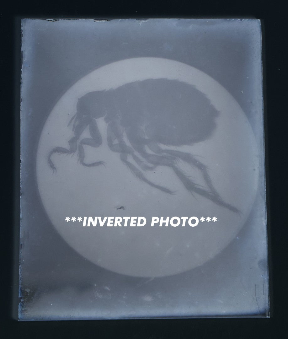 Lot 172 - Single Vintage Glass Negative Slide Showing A Magnified View Of A Flea