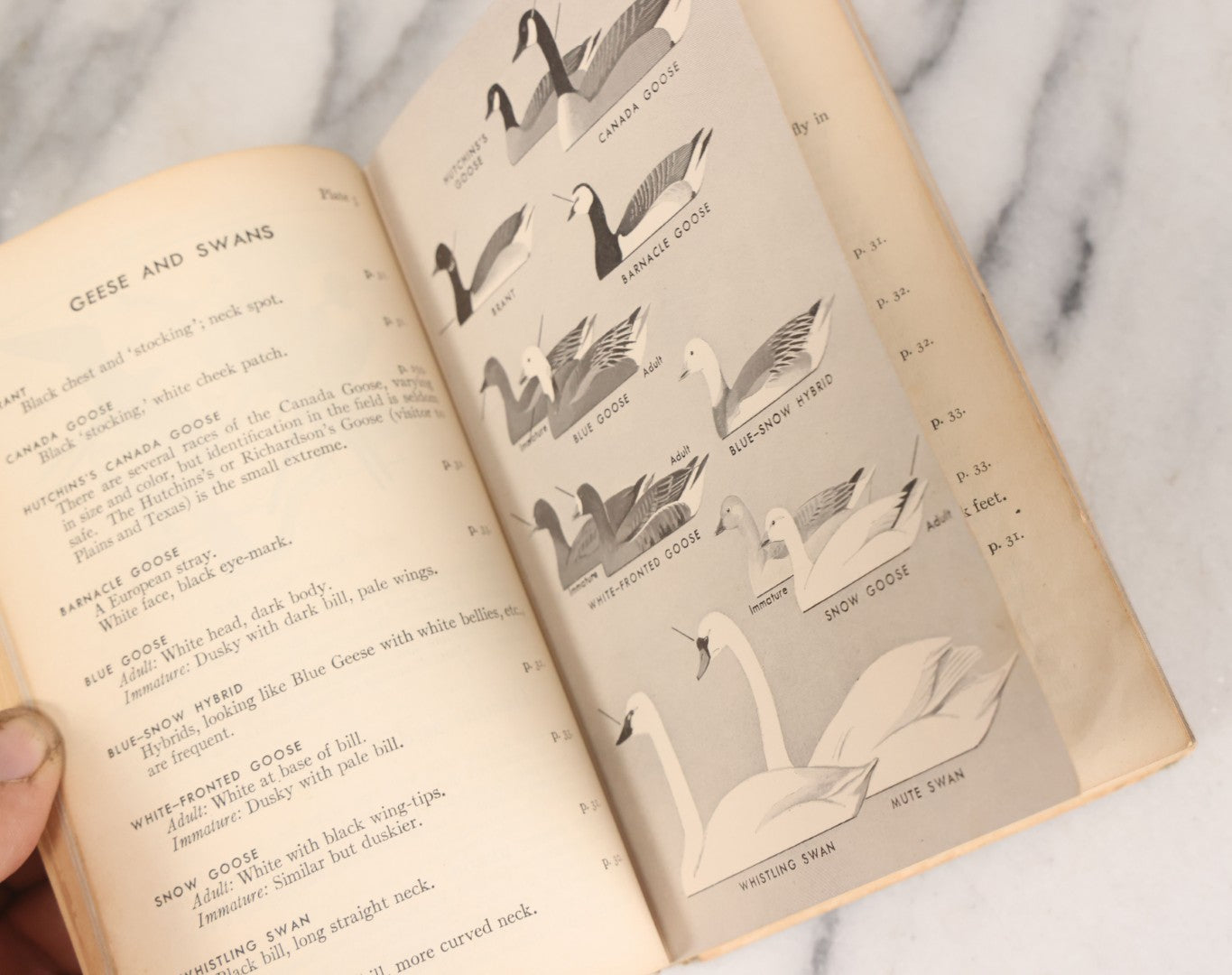 Lot 108 - "A Field Guide To The Birds: [...] All Species Found East Of The Rockies" Vintage Book Written And Illustrated By Roger Tory Peterson, Second Edition, Sponsored By National Audubon Society, Houghton Mifflin Company, Publishers, Boston, 1947
