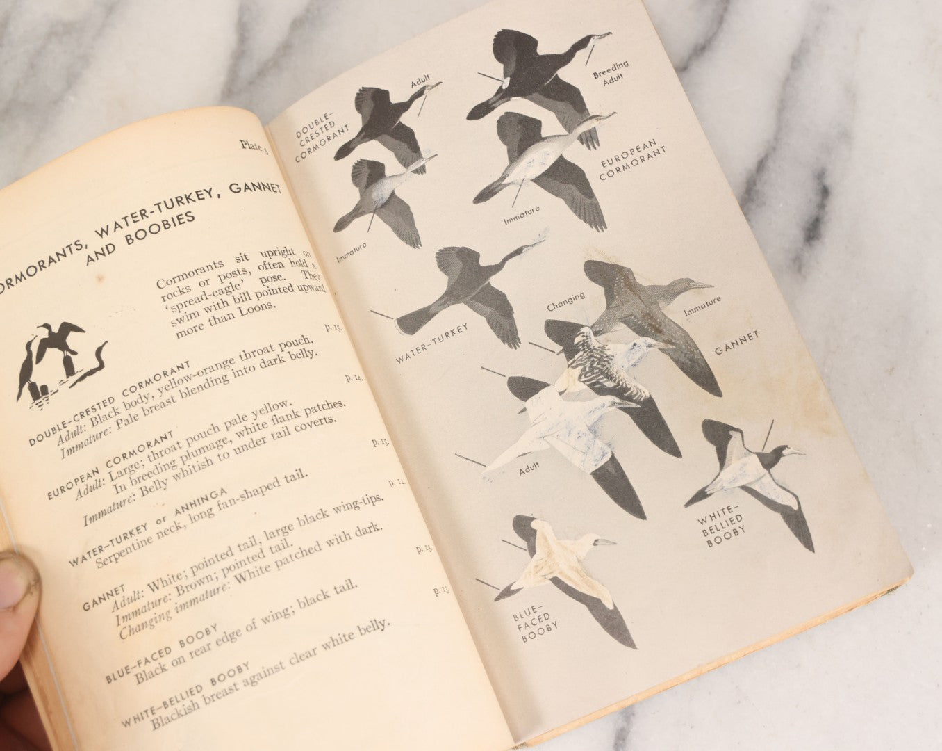 Lot 108 - "A Field Guide To The Birds: [...] All Species Found East Of The Rockies" Vintage Book Written And Illustrated By Roger Tory Peterson, Second Edition, Sponsored By National Audubon Society, Houghton Mifflin Company, Publishers, Boston, 1947