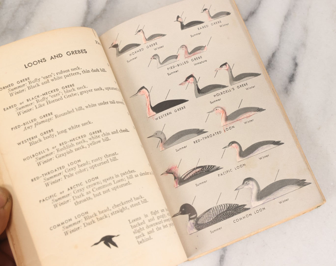 Lot 108 - "A Field Guide To The Birds: [...] All Species Found East Of The Rockies" Vintage Book Written And Illustrated By Roger Tory Peterson, Second Edition, Sponsored By National Audubon Society, Houghton Mifflin Company, Publishers, Boston, 1947
