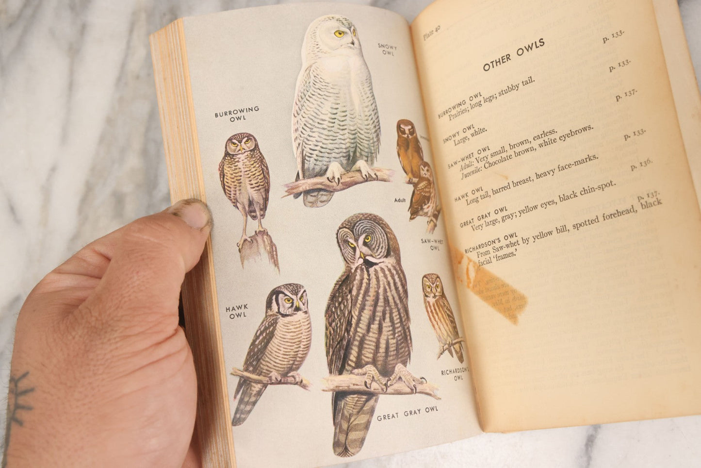 Lot 108 - "A Field Guide To The Birds: [...] All Species Found East Of The Rockies" Vintage Book Written And Illustrated By Roger Tory Peterson, Second Edition, Sponsored By National Audubon Society, Houghton Mifflin Company, Publishers, Boston, 1947