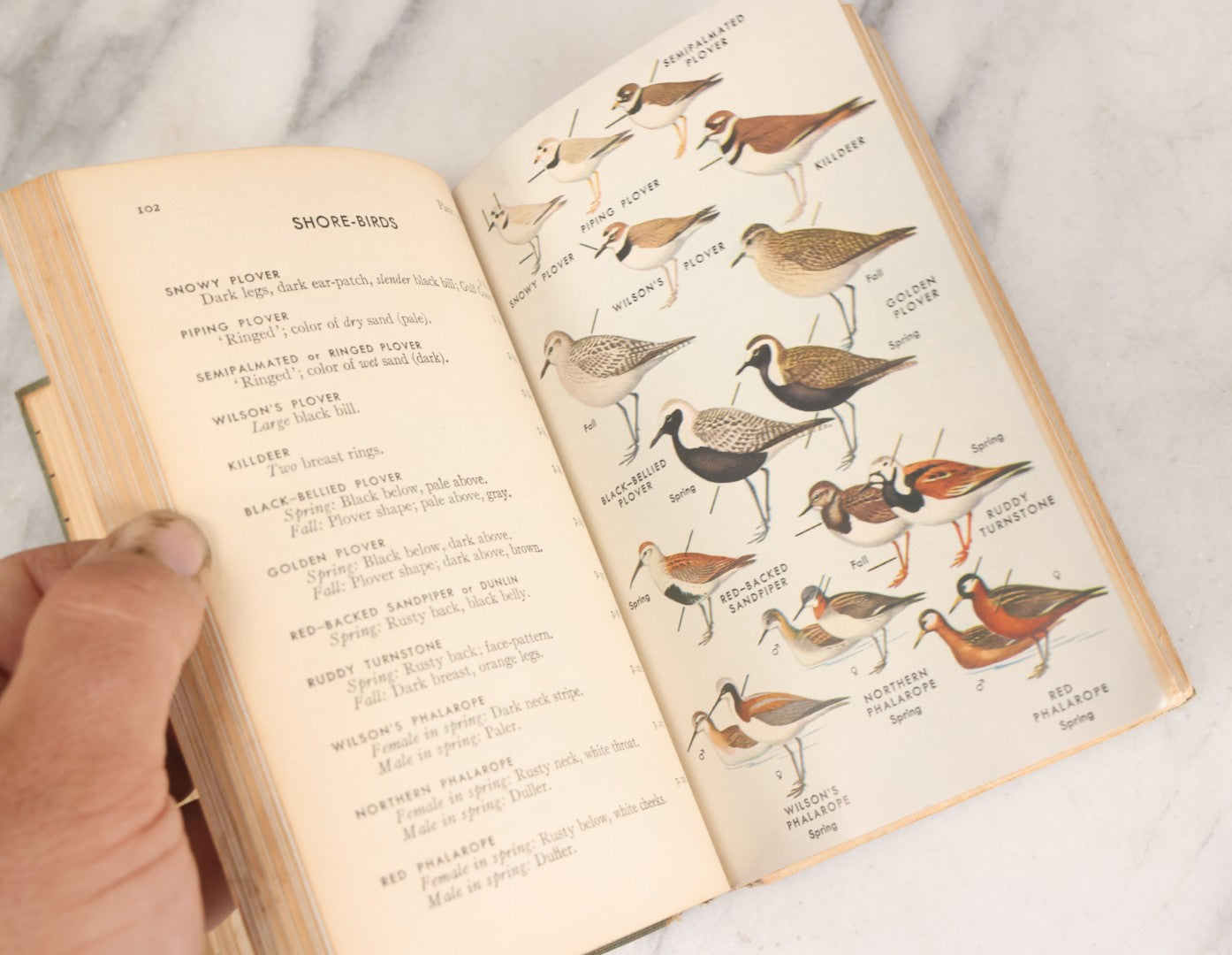 Lot 108 - "A Field Guide To The Birds: [...] All Species Found East Of The Rockies" Vintage Book Written And Illustrated By Roger Tory Peterson, Second Edition, Sponsored By National Audubon Society, Houghton Mifflin Company, Publishers, Boston, 1947