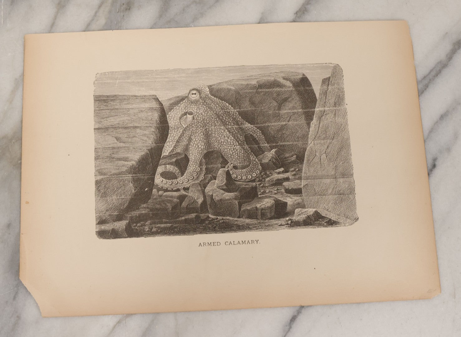 Lot 061 - Grouping Of Fifteen Antique Animal Kingdom Bookplate Engraving Prints By K. Jahrmargt After Gustav Mützel Including Anaconda, Cobra, Crocodiles, Chameleons, And Many Other Animals, Insects And Fish