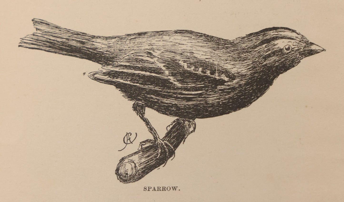 Lot 107 - "A Year With The Birds" Antique Illustrated Book By Wilson Flagg, Educational Publishing Company, Boston, 1890, Originally Published By Estes And Lauriat, Boston