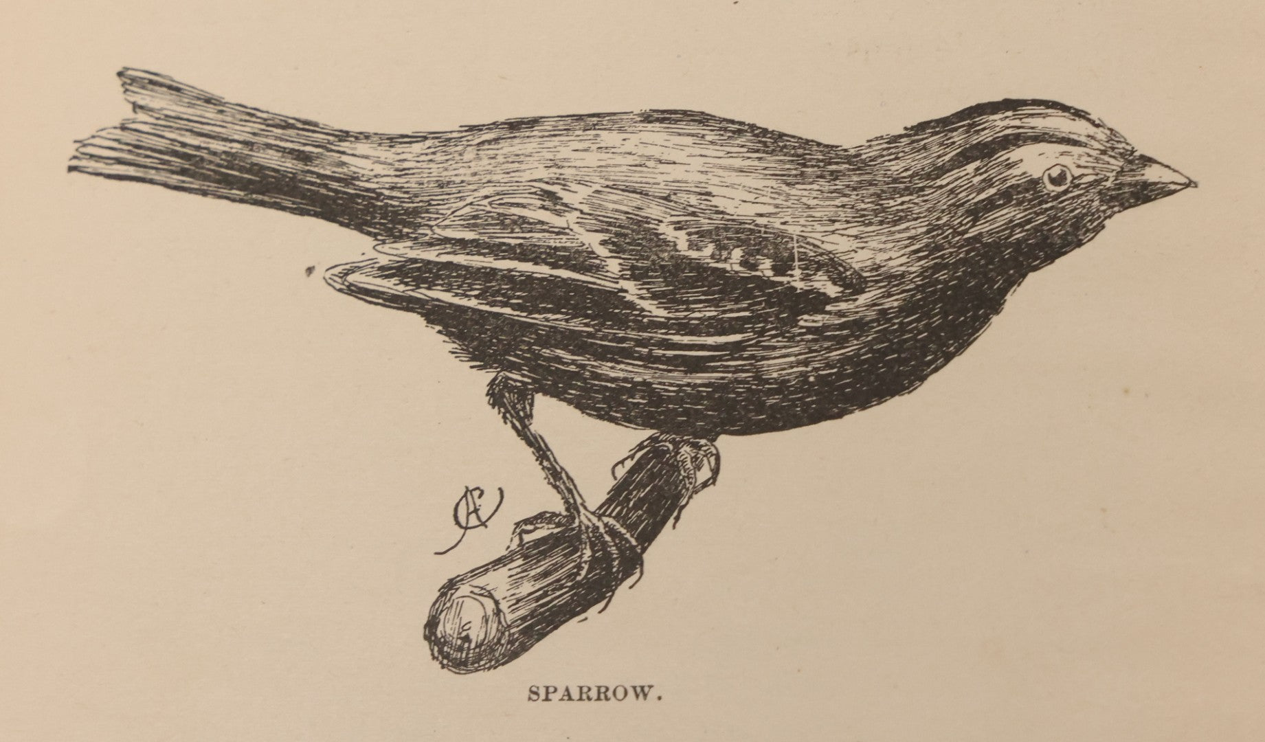 Lot 107 - "A Year With The Birds" Antique Illustrated Book By Wilson Flagg, Educational Publishing Company, Boston, 1890, Originally Published By Estes And Lauriat, Boston