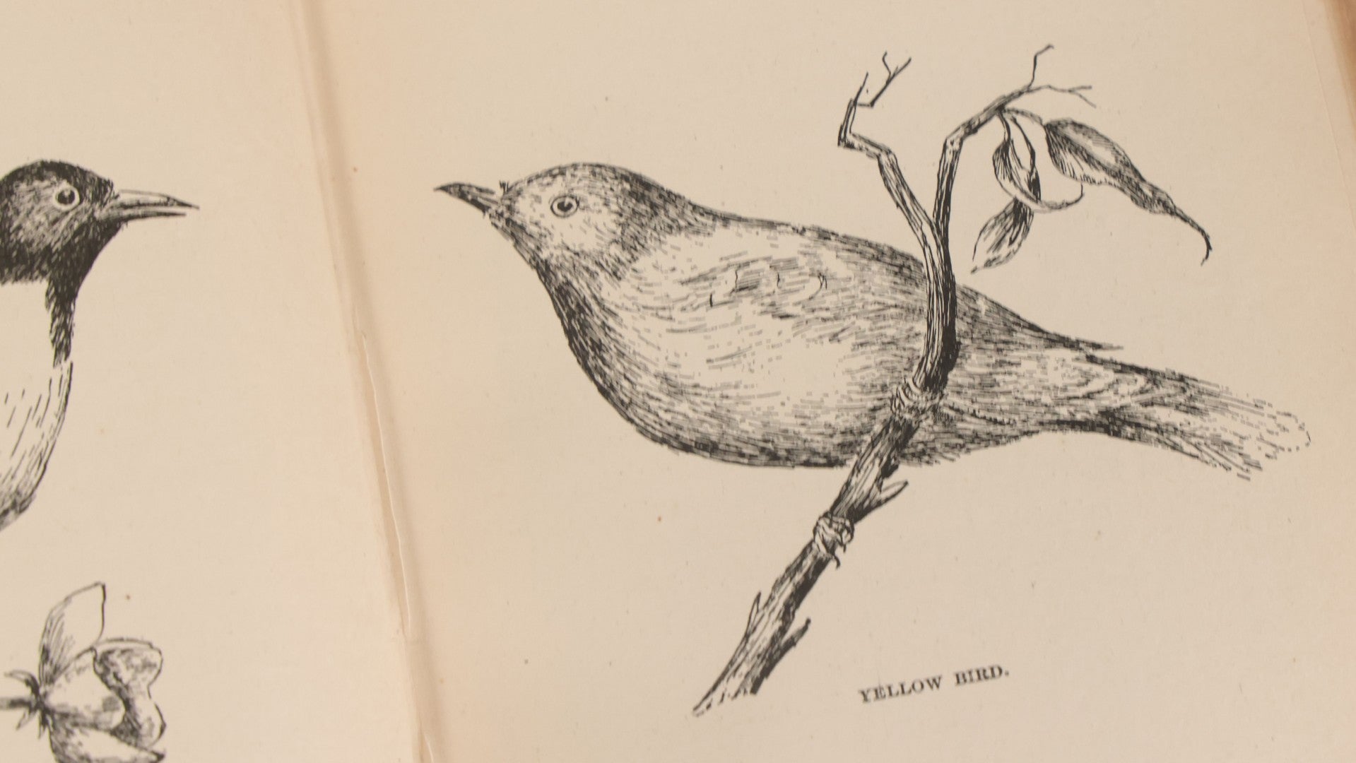 Lot 107 - "A Year With The Birds" Antique Illustrated Book By Wilson Flagg, Educational Publishing Company, Boston, 1890, Originally Published By Estes And Lauriat, Boston