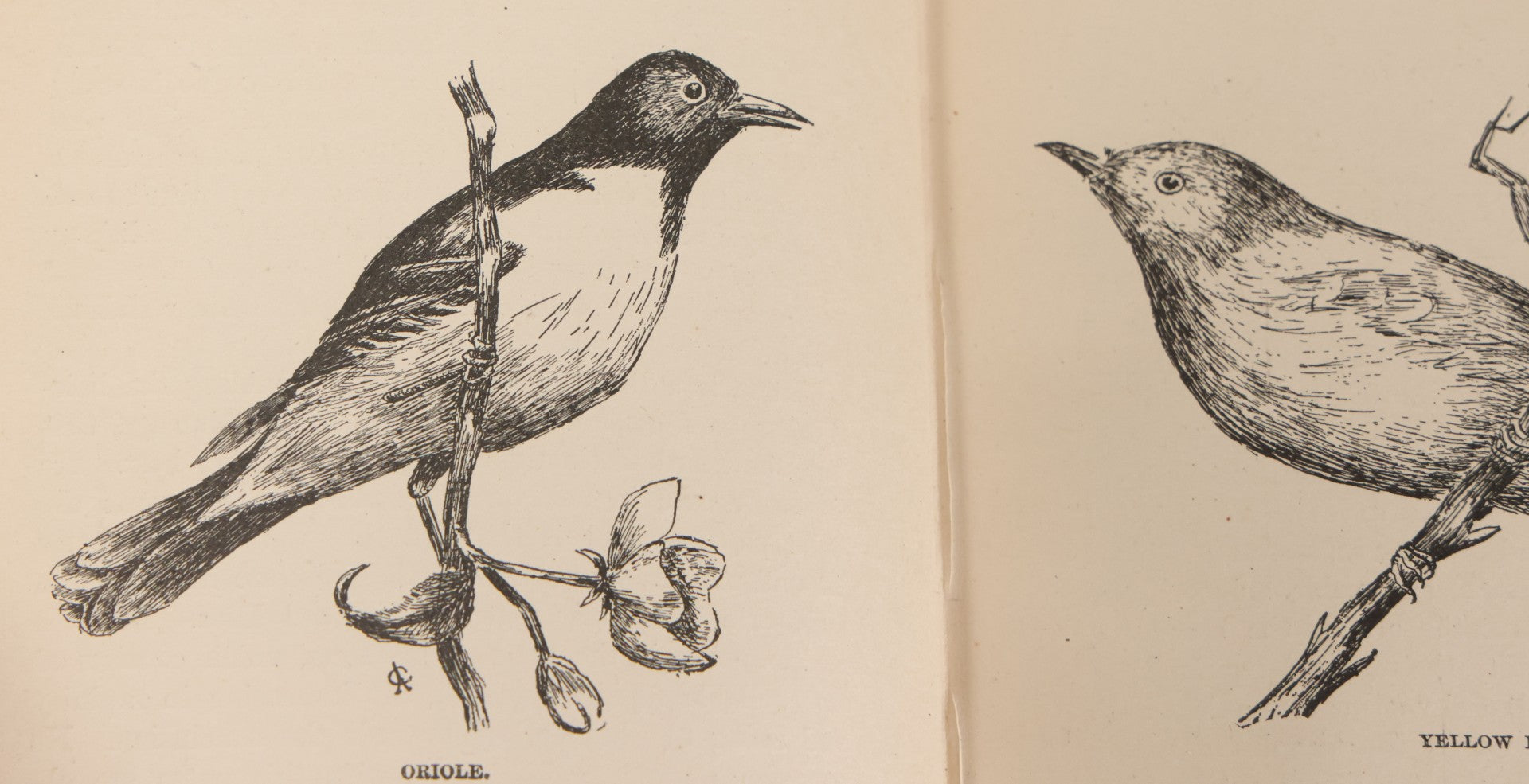 Lot 107 - "A Year With The Birds" Antique Illustrated Book By Wilson Flagg, Educational Publishing Company, Boston, 1890, Originally Published By Estes And Lauriat, Boston