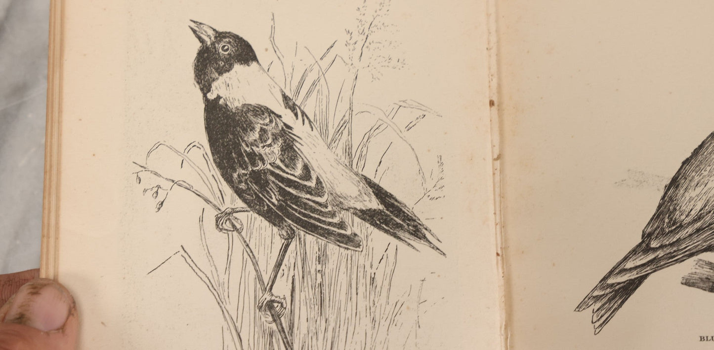 Lot 107 - "A Year With The Birds" Antique Illustrated Book By Wilson Flagg, Educational Publishing Company, Boston, 1890, Originally Published By Estes And Lauriat, Boston