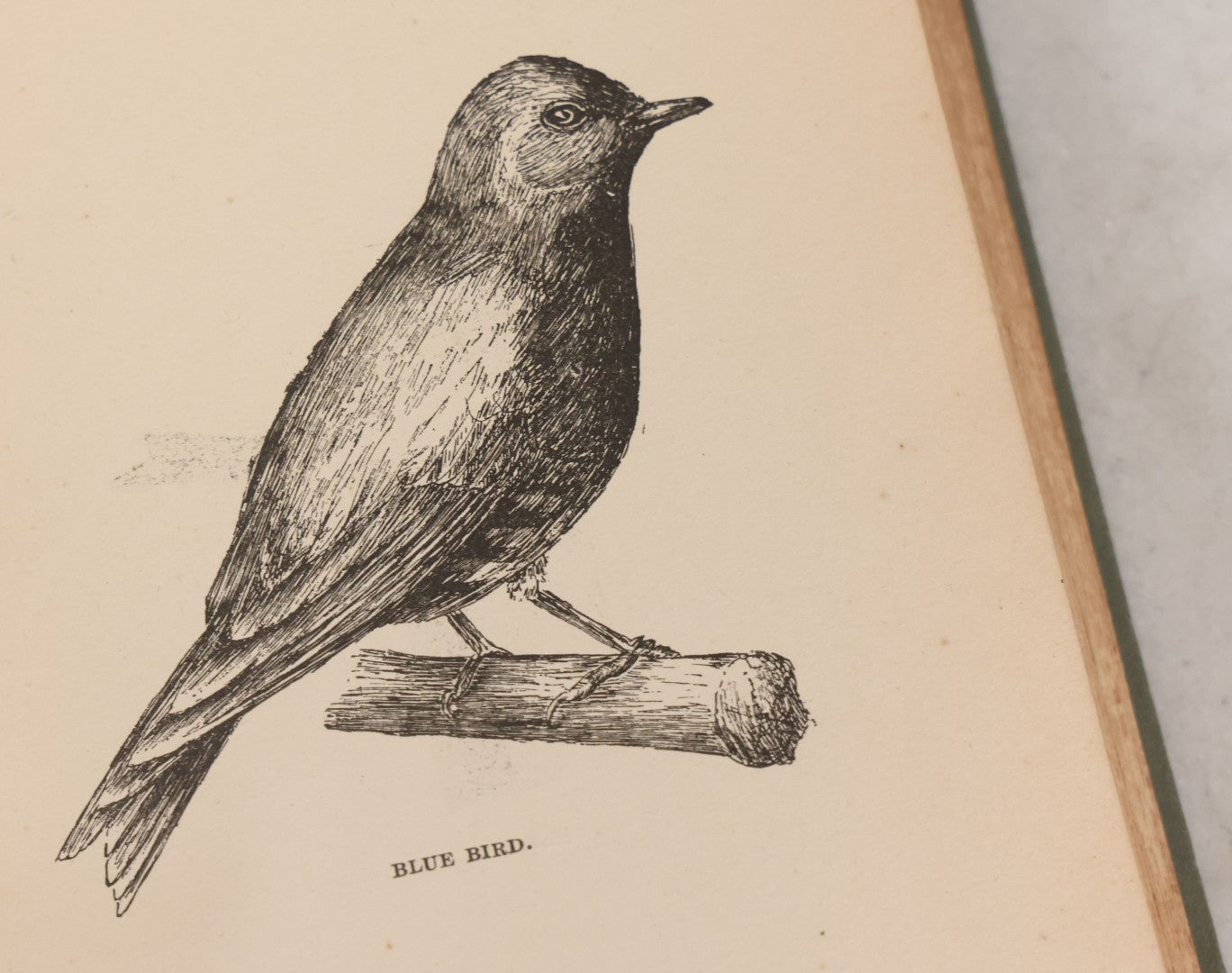Lot 107 - "A Year With The Birds" Antique Illustrated Book By Wilson Flagg, Educational Publishing Company, Boston, 1890, Originally Published By Estes And Lauriat, Boston