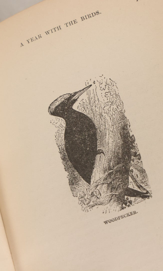 Lot 107 - "A Year With The Birds" Antique Illustrated Book By Wilson Flagg, Educational Publishing Company, Boston, 1890, Originally Published By Estes And Lauriat, Boston