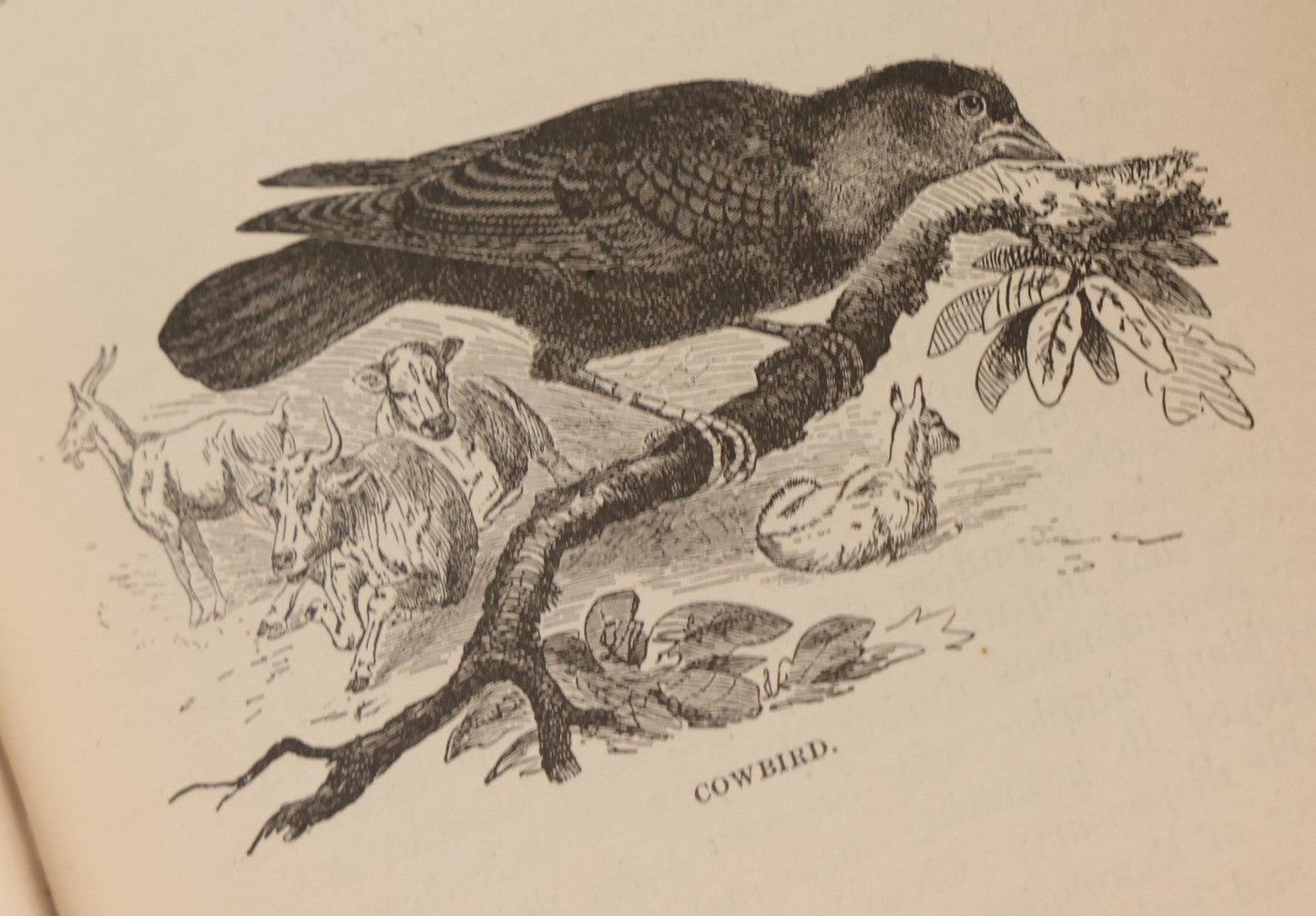 Lot 107 - "A Year With The Birds" Antique Illustrated Book By Wilson Flagg, Educational Publishing Company, Boston, 1890, Originally Published By Estes And Lauriat, Boston