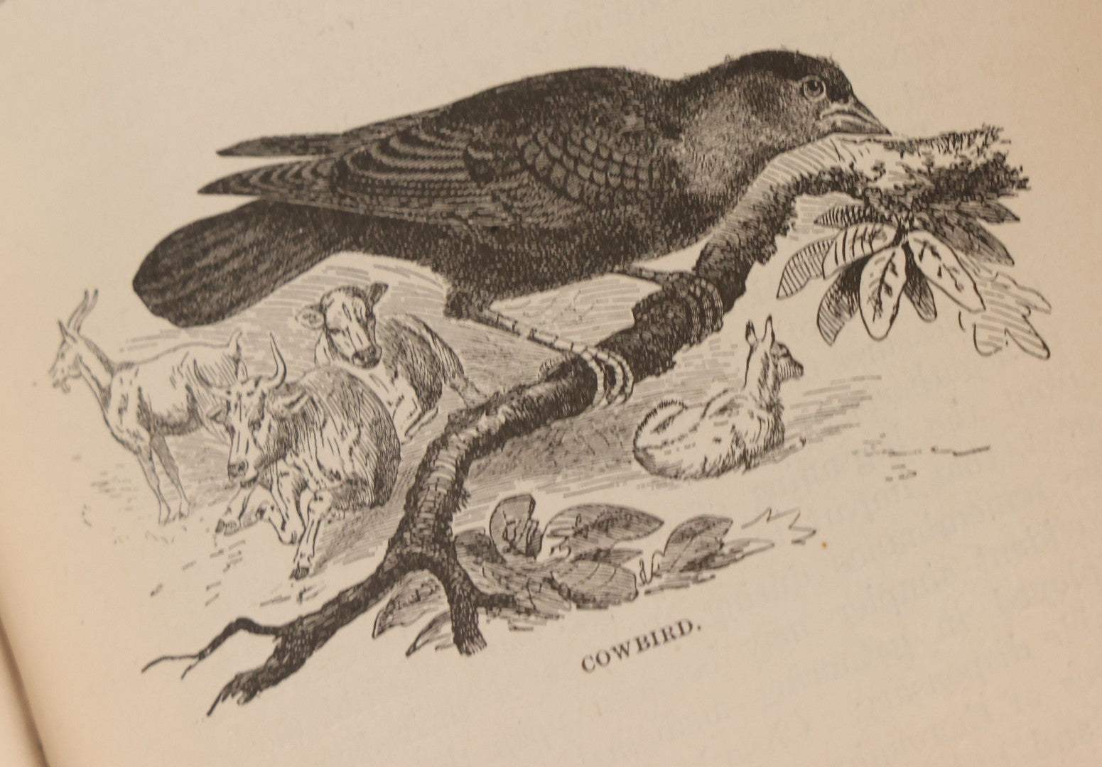 Lot 107 - "A Year With The Birds" Antique Illustrated Book By Wilson Flagg, Educational Publishing Company, Boston, 1890, Originally Published By Estes And Lauriat, Boston
