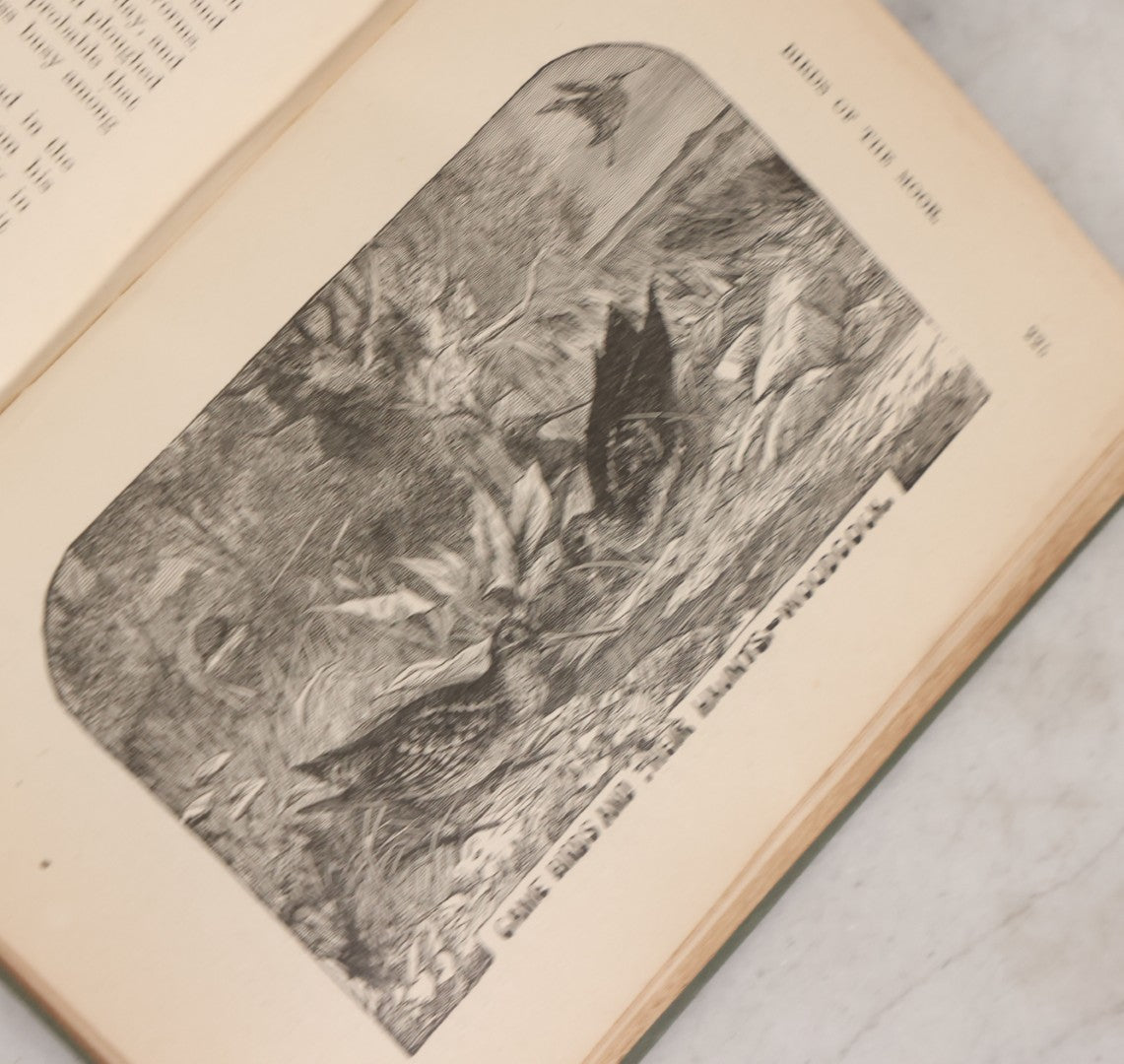 Lot 107 - "A Year With The Birds" Antique Illustrated Book By Wilson Flagg, Educational Publishing Company, Boston, 1890, Originally Published By Estes And Lauriat, Boston