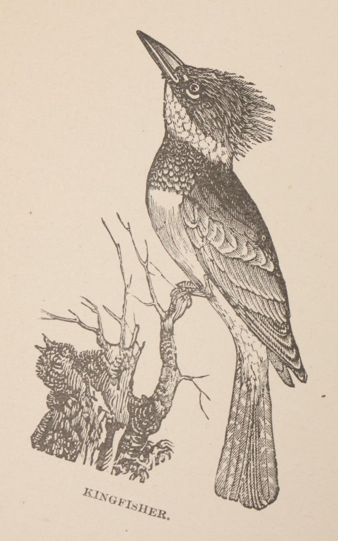 Lot 107 - "A Year With The Birds" Antique Illustrated Book By Wilson Flagg, Educational Publishing Company, Boston, 1890, Originally Published By Estes And Lauriat, Boston