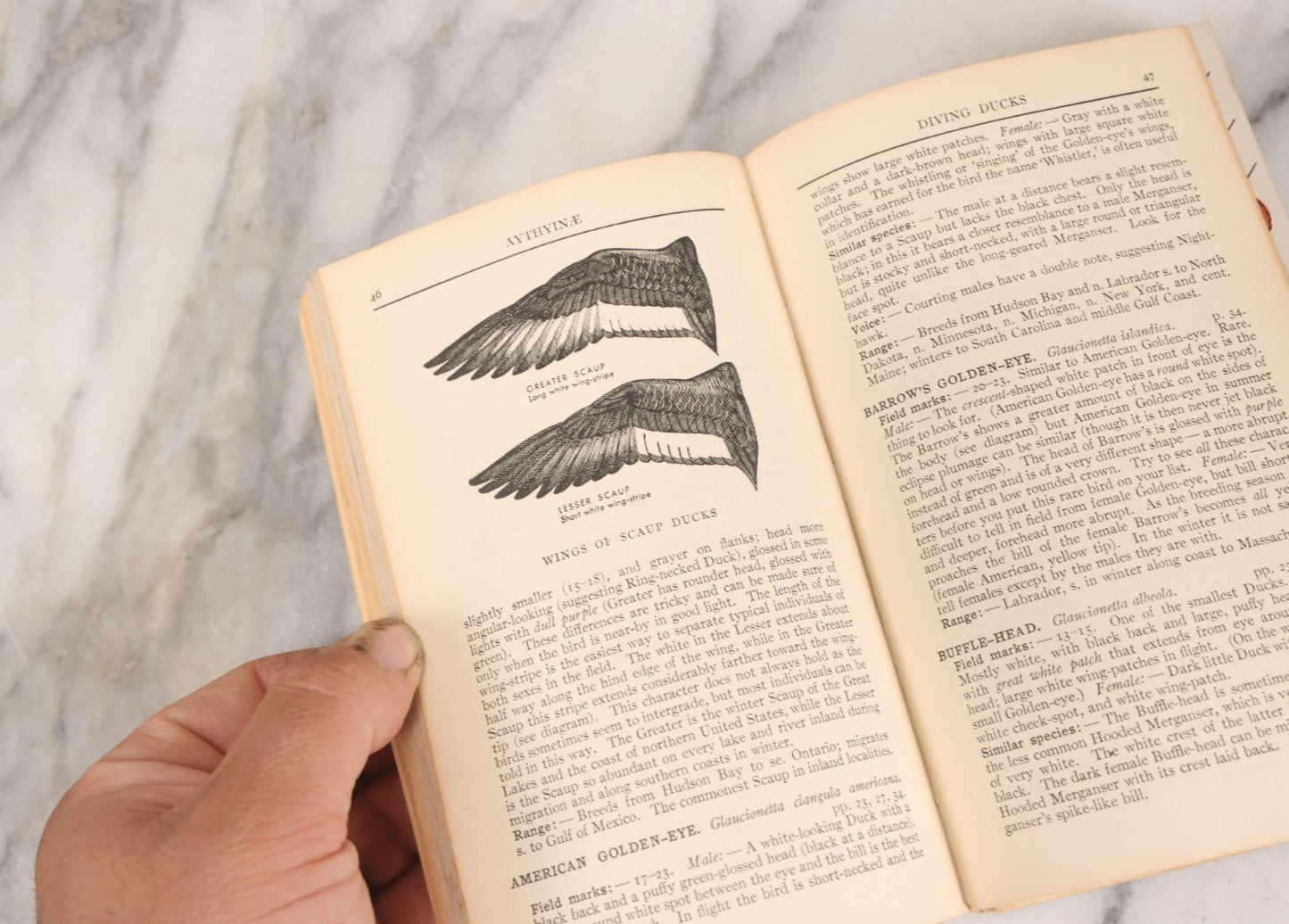 Lot 108 - "A Field Guide To The Birds: [...] All Species Found East Of The Rockies" Vintage Book Written And Illustrated By Roger Tory Peterson, Second Edition, Sponsored By National Audubon Society, Houghton Mifflin Company, Publishers, Boston, 1947