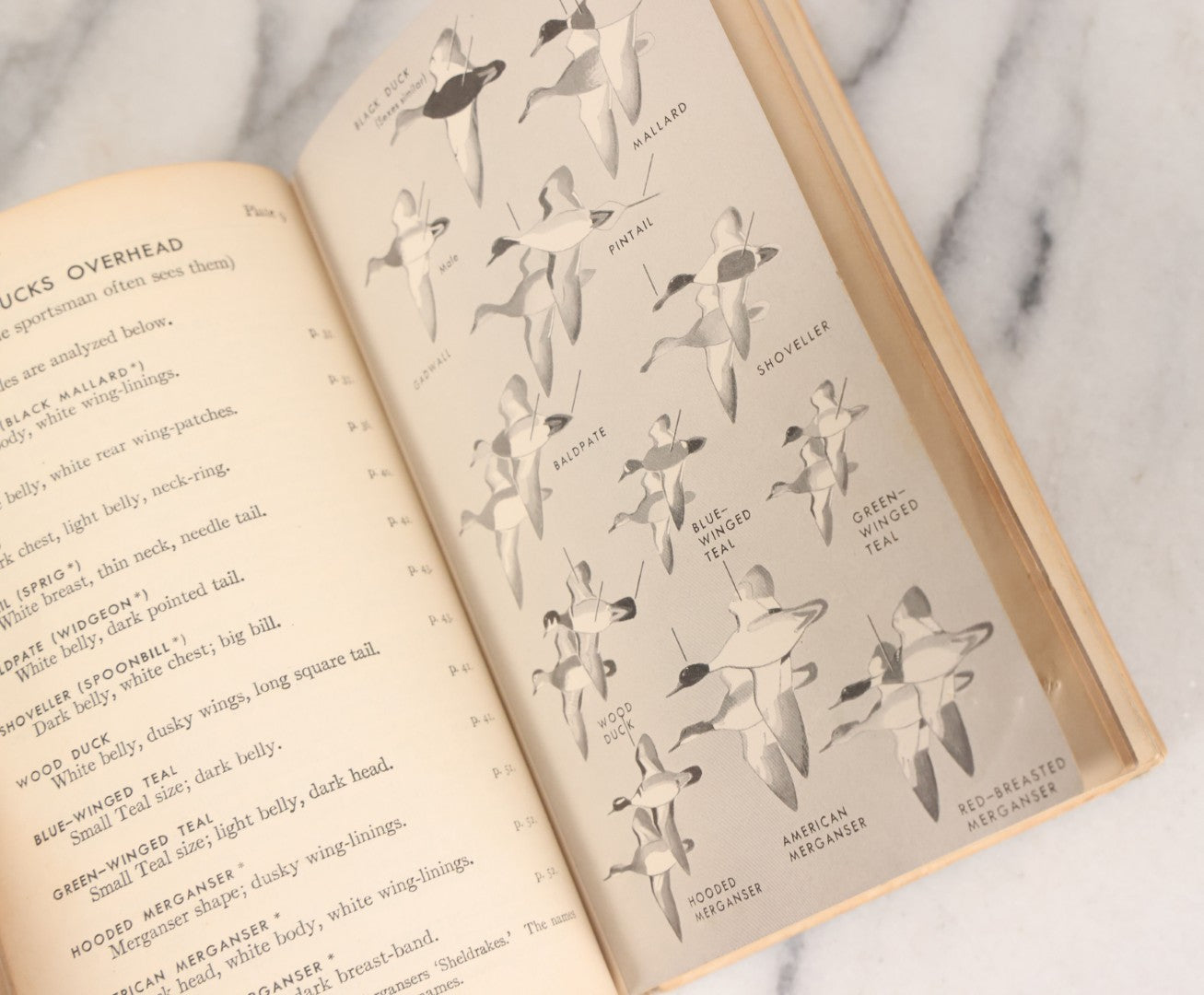 Lot 108 - "A Field Guide To The Birds: [...] All Species Found East Of The Rockies" Vintage Book Written And Illustrated By Roger Tory Peterson, Second Edition, Sponsored By National Audubon Society, Houghton Mifflin Company, Publishers, Boston, 1947