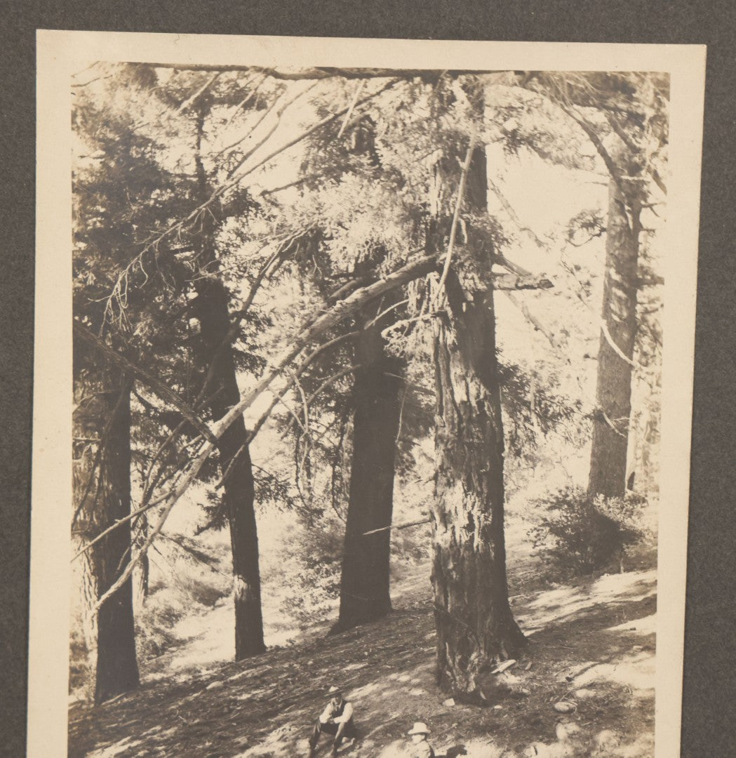 Lot 149 - Antique Boarded Photograph Of Two Men Relaxing In The Shade Beneath Trees On Slope Of Mount Wilson, Los Angeles County, California