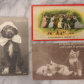 Lot 108 - Grouping Of Three Antique Postcards Of Pets Including "A Canine Flirt", Three Kittens, And Comic Postcard Of Everybody Kissing: "Everybody's Doing It"