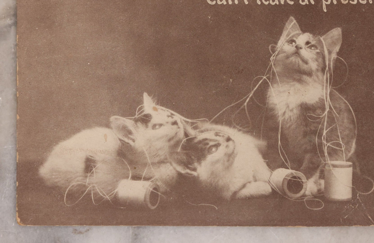 Lot 108 - Grouping Of Three Antique Postcards Of Pets Including "A Canine Flirt", Three Kittens, And Comic Postcard Of Everybody Kissing: "Everybody's Doing It"