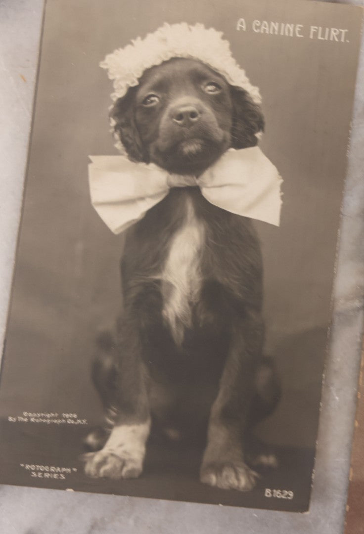 Lot 108 - Grouping Of Three Antique Postcards Of Pets Including "A Canine Flirt", Three Kittens, And Comic Postcard Of Everybody Kissing: "Everybody's Doing It"