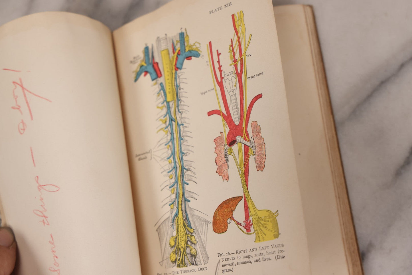 Lot 129 - "Lessons In Hygienic Physiology" Antique Illustrated Medical Book By Walter Moore Coleman, The Macmillan Company, Publisher, New York, 1914, Note Coloring And Pencil Marks Throughout, Many Illustrations Cut Out Of Book