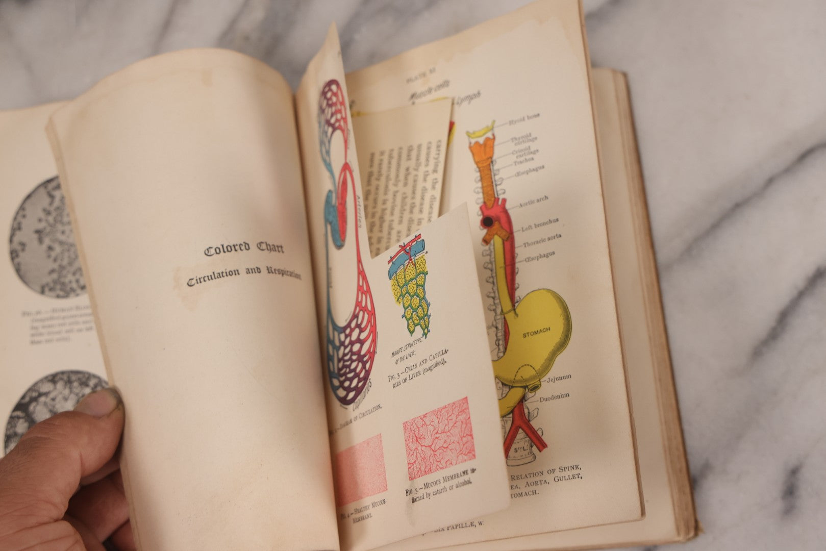 Lot 129 - "Lessons In Hygienic Physiology" Antique Illustrated Medical Book By Walter Moore Coleman, The Macmillan Company, Publisher, New York, 1914, Note Coloring And Pencil Marks Throughout, Many Illustrations Cut Out Of Book