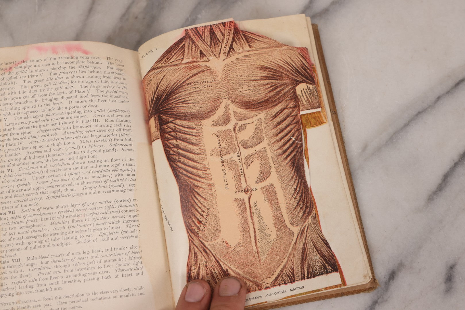 Lot 129 - "Lessons In Hygienic Physiology" Antique Illustrated Medical Book By Walter Moore Coleman, The Macmillan Company, Publisher, New York, 1914, Note Coloring And Pencil Marks Throughout, Many Illustrations Cut Out Of Book