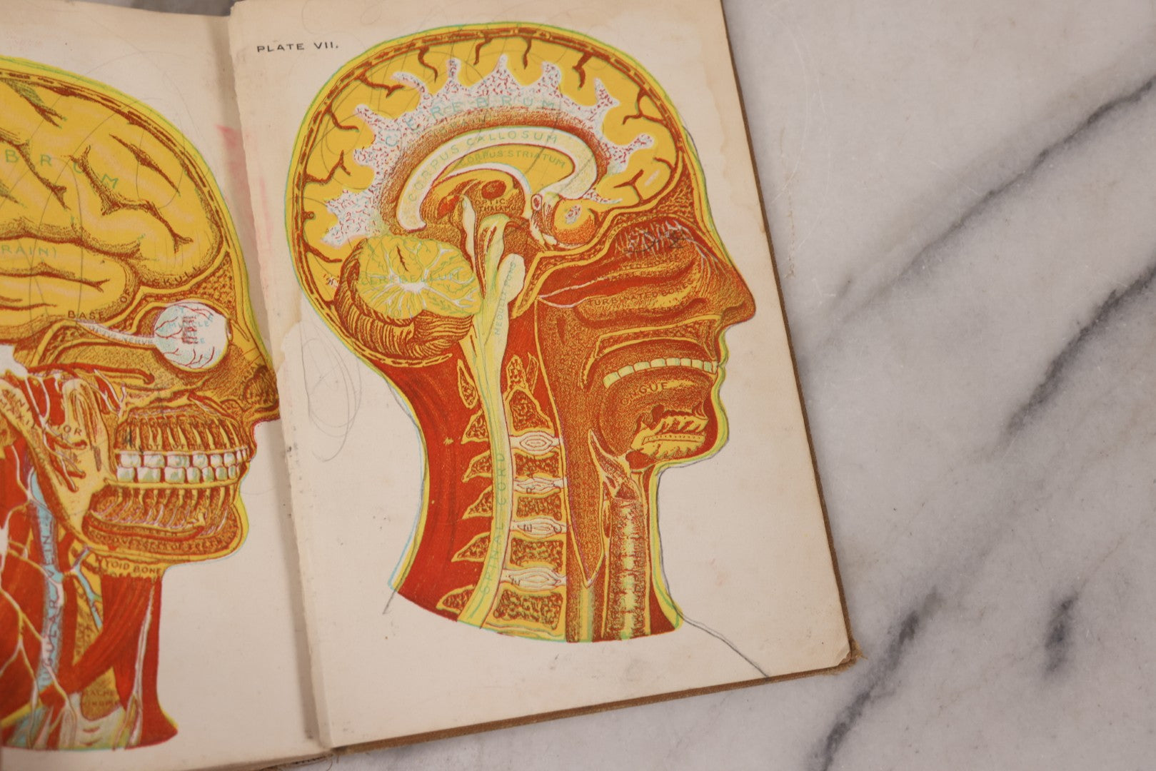 Lot 129 - "Lessons In Hygienic Physiology" Antique Illustrated Medical Book By Walter Moore Coleman, The Macmillan Company, Publisher, New York, 1914, Note Coloring And Pencil Marks Throughout, Many Illustrations Cut Out Of Book