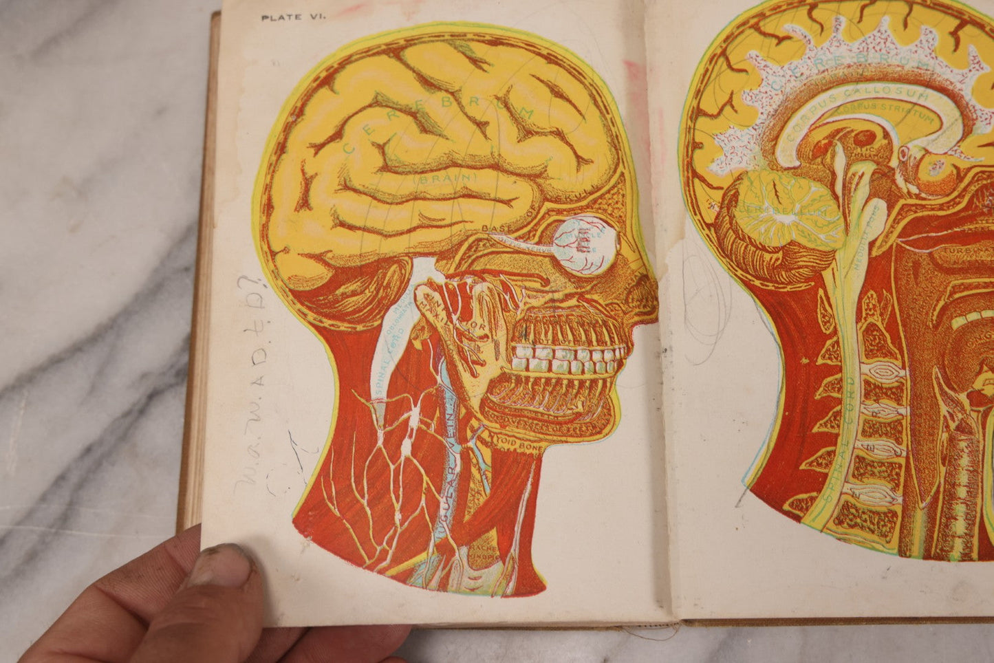 Lot 129 - "Lessons In Hygienic Physiology" Antique Illustrated Medical Book By Walter Moore Coleman, The Macmillan Company, Publisher, New York, 1914, Note Coloring And Pencil Marks Throughout, Many Illustrations Cut Out Of Book