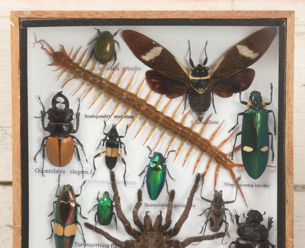 Insect Shadowboxes Lot 004 - Modern Shadow Box Taxidermy Insect And Bug Display With 19 S ...