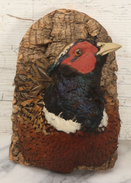 Lot 005 - Vintage Taxidermy Ring-Necked Pheasant Head Mount On Faux Bark Cork Plaque With Wire Hanger