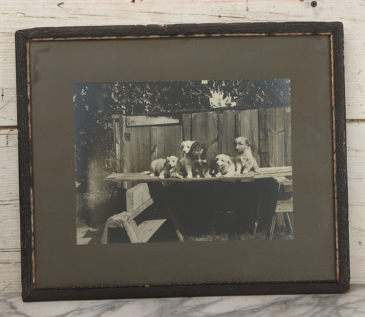 Lot 064 - Antique Boarded Photograph Of Five Happy Puppies Sitting On Lumber In Front Of Fence, In Frame, 16-1/2" x 13-5/8"