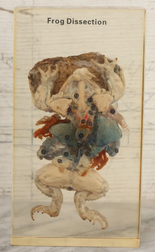 Lot 010 - Vintage Real Frog Dissection Specimen Preparation In Lucite With Colorized Organs 4-1/8" x 7-1/2"