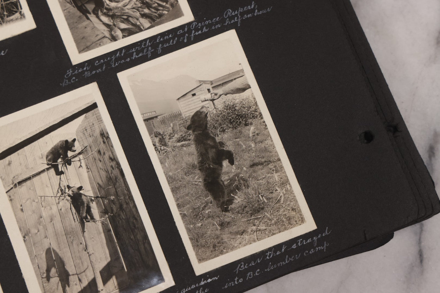 Lot 021 - Antique Snapshot Photo Album Containing 250+ Photographs Including Many Photos Of British Columbia, Railroad Accident, Bears And Bear Hunting, Animals, Cars, And Children, Circa 1905-1920, Note Pages Loose, No Covers
