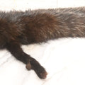 Lot 038 - Vintage Real Fur Fox Scarf, Manufactured By Frank L. Singer Furs, Peekskill, New York, Note Wear And Tear, 40" L