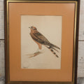 Lot 095 - Antique Hand Colored Natural History Bird Engraving, "Montagu's Harrier" (Circus Montagui), Young Male, In Modern Frame, 14-3/8" x 17-1/4"