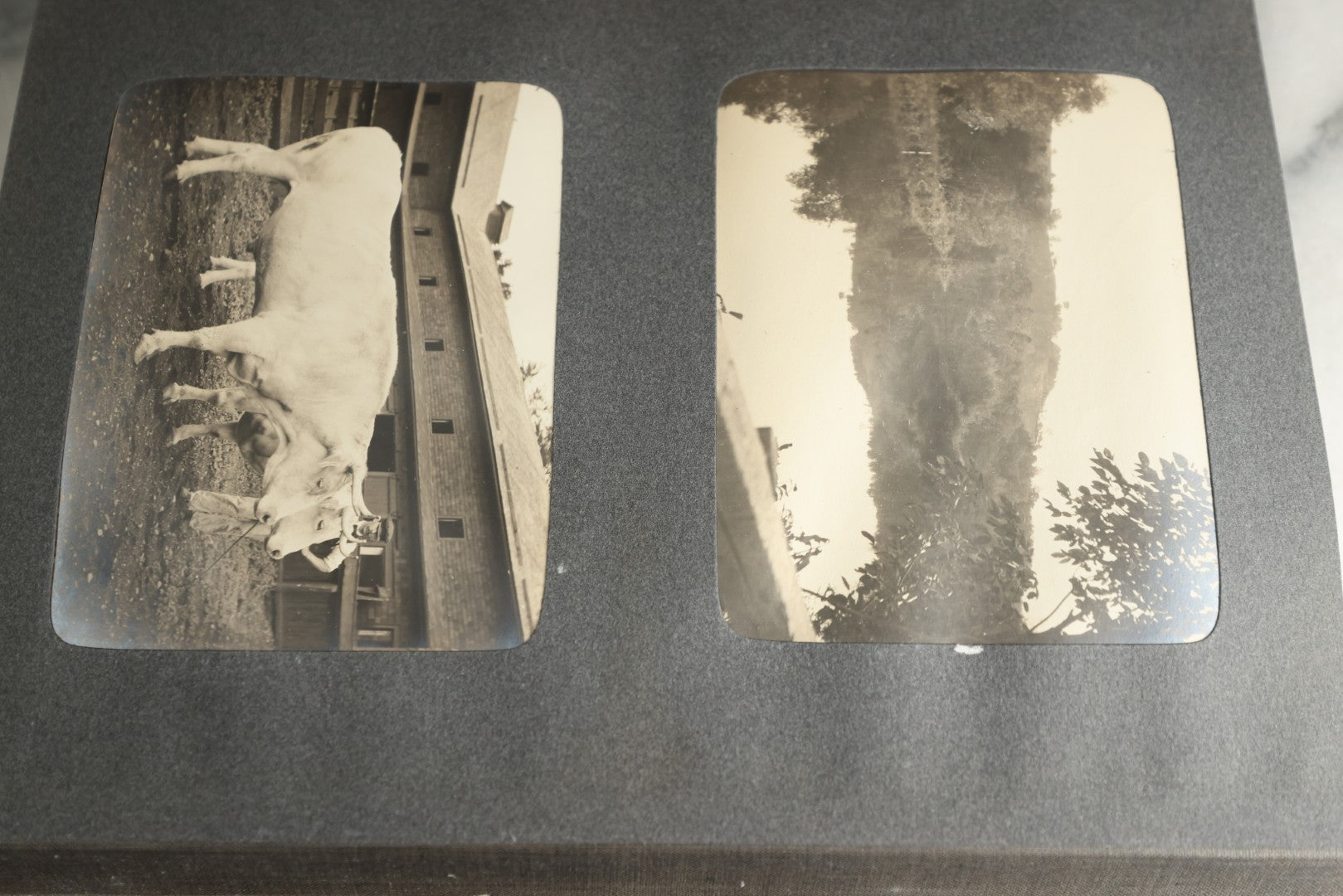 Lot 116 - Antique Snapshot Photo Album, Containing Approximately 100 Photographs, Including Ladies Golfing, Leisure Time Outdoors, Wedding Photos, Ice Skating And Hockey, Dogs, And More, Circa 1905