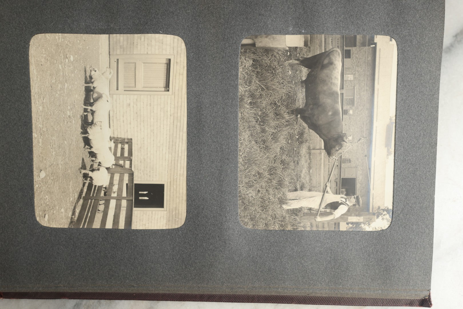 Lot 116 - Antique Snapshot Photo Album, Containing Approximately 100 Photographs, Including Ladies Golfing, Leisure Time Outdoors, Wedding Photos, Ice Skating And Hockey, Dogs, And More, Circa 1905