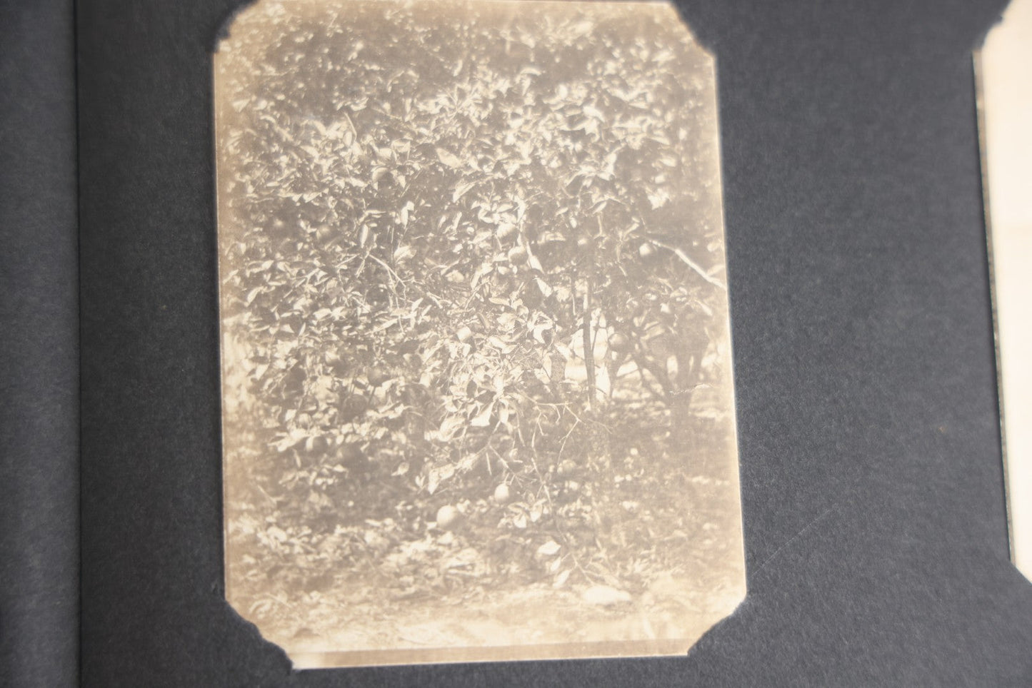 Lot 118 - Antique Snapshot Photo Album, Containing Approximately 30 Photographs, Travel Photo Album With Photos Of Trip To Nassau, Bahamas, February And March 1903, Including Photos On Ship