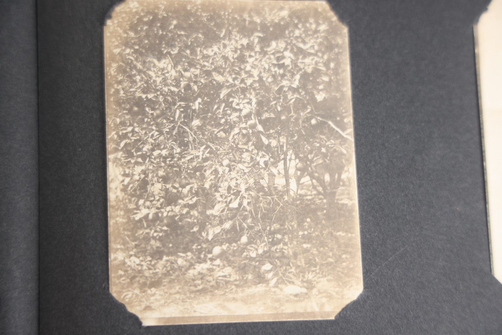 Lot 118 - Antique Snapshot Photo Album, Containing Approximately 30 Photographs, Travel Photo Album With Photos Of Trip To Nassau, Bahamas, February And March 1903, Including Photos On Ship