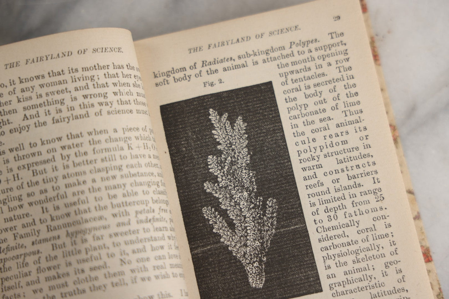 Lot 165 - "The Fairy-Land Of Science" Antique Book By Arabella B. Buckley, The Gold Series, Floral Patterned Cloth Boards With Gilt And Green Vine Design, Illustrated With Engravings, F.M. Lupton Publishing Company, New York, Circa 1895