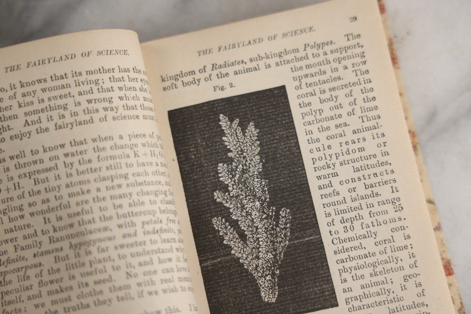 Lot 165 - "The Fairy-Land Of Science" Antique Book By Arabella B. Buckley, The Gold Series, Floral Patterned Cloth Boards With Gilt And Green Vine Design, Illustrated With Engravings, F.M. Lupton Publishing Company, New York, Circa 1895