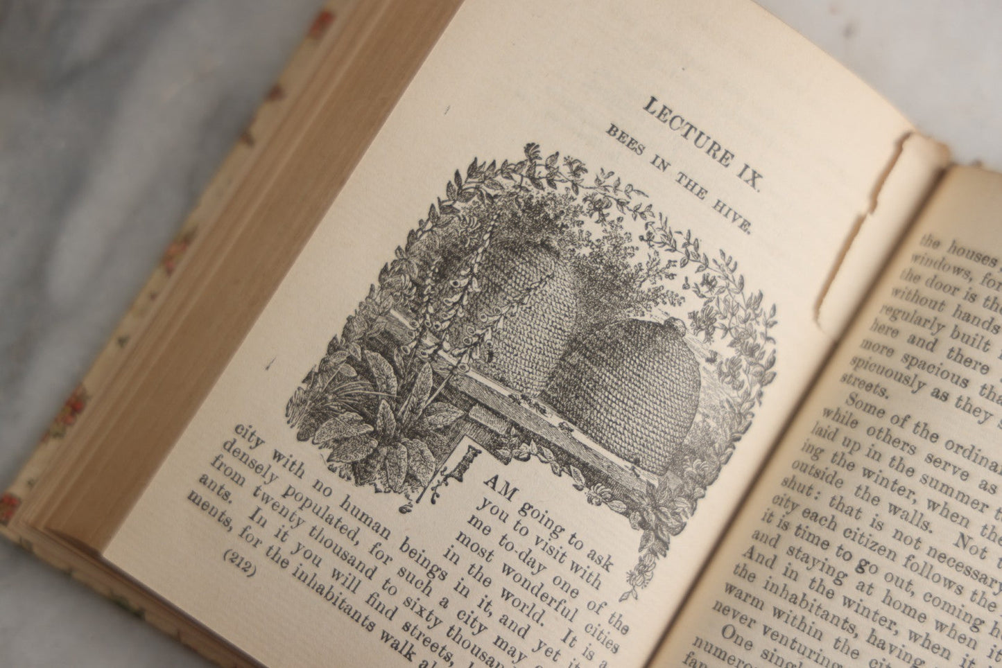 Lot 165 - "The Fairy-Land Of Science" Antique Book By Arabella B. Buckley, The Gold Series, Floral Patterned Cloth Boards With Gilt And Green Vine Design, Illustrated With Engravings, F.M. Lupton Publishing Company, New York, Circa 1895