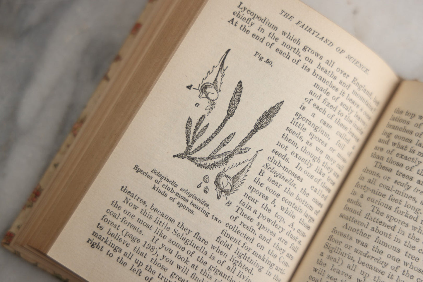Lot 165 - "The Fairy-Land Of Science" Antique Book By Arabella B. Buckley, The Gold Series, Floral Patterned Cloth Boards With Gilt And Green Vine Design, Illustrated With Engravings, F.M. Lupton Publishing Company, New York, Circa 1895