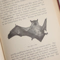 Lot 166 - "A Text-Book In General Zoölogy" Antique Science Book By Glenn W. Herrick, Illustrated With Diagrams And Photographs, Maroon Cloth Boards With Blind-Stamped Title, American Book Company, Publishers, New York, Cincinnati, And Chicago, 1907