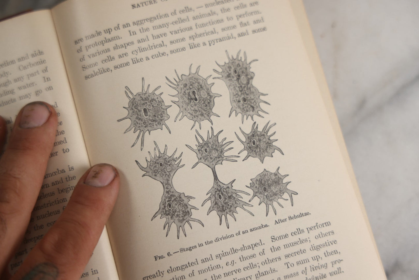 Lot 166 - "A Text-Book In General Zoölogy" Antique Science Book By Glenn W. Herrick, Illustrated With Diagrams And Photographs, Maroon Cloth Boards With Blind-Stamped Title, American Book Company, Publishers, New York, Cincinnati, And Chicago, 1907