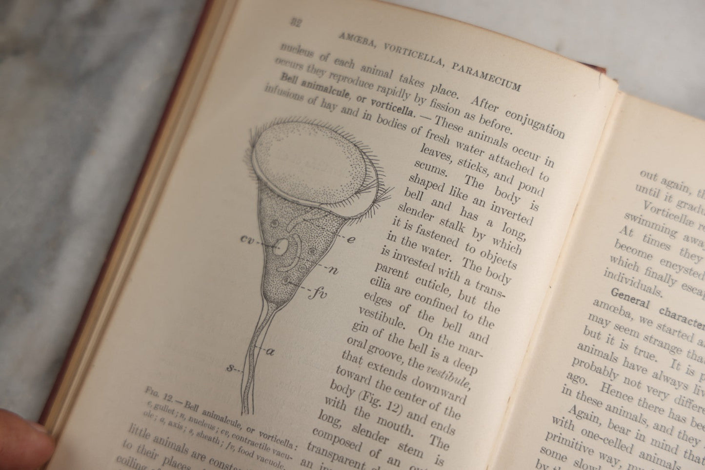 Lot 166 - "A Text-Book In General Zoölogy" Antique Science Book By Glenn W. Herrick, Illustrated With Diagrams And Photographs, Maroon Cloth Boards With Blind-Stamped Title, American Book Company, Publishers, New York, Cincinnati, And Chicago, 1907