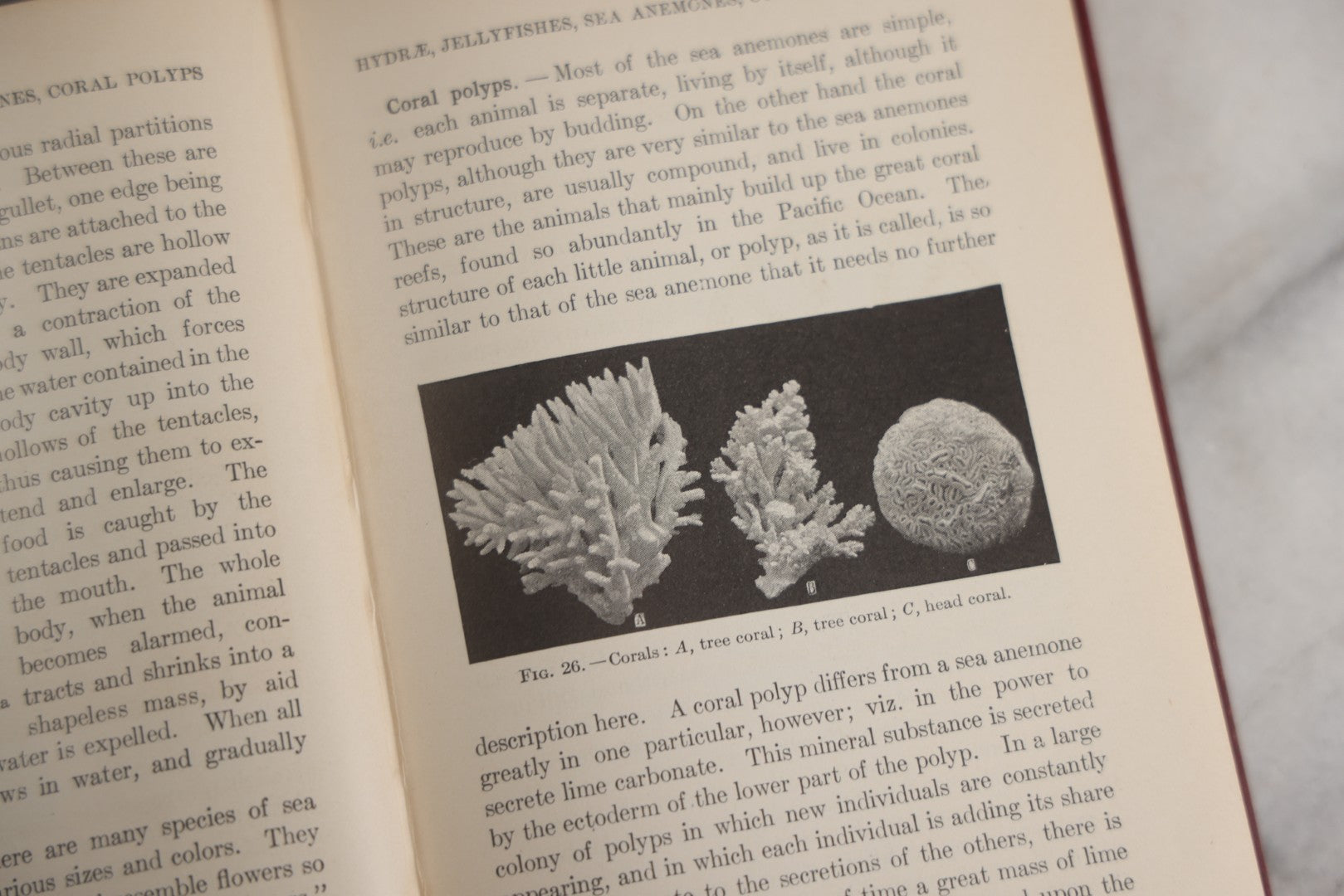 Lot 166 - "A Text-Book In General Zoölogy" Antique Science Book By Glenn W. Herrick, Illustrated With Diagrams And Photographs, Maroon Cloth Boards With Blind-Stamped Title, American Book Company, Publishers, New York, Cincinnati, And Chicago, 1907