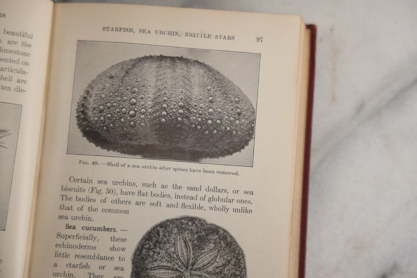 Lot 166 - "A Text-Book In General Zoölogy" Antique Science Book By Glenn W. Herrick, Illustrated With Diagrams And Photographs, Maroon Cloth Boards With Blind-Stamped Title, American Book Company, Publishers, New York, Cincinnati, And Chicago, 1907